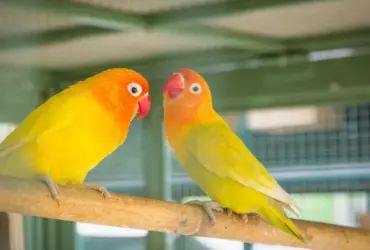 5 Lovebird yang Paling Cocok untuk Lomba Kicauan: Peluang Menang Meningkat