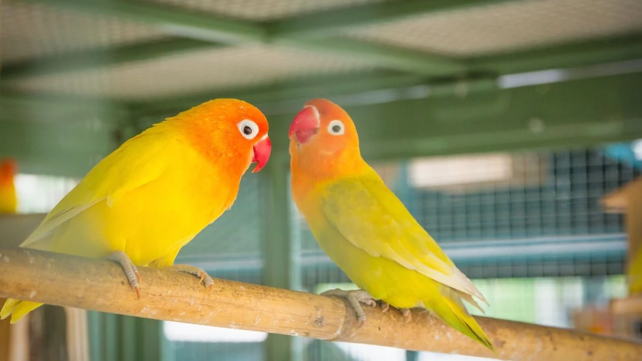 5 Lovebird yang Paling Cocok untuk Lomba Kicauan: Peluang Menang Meningkat